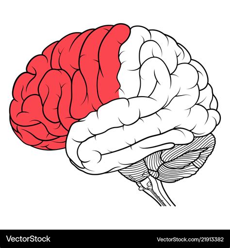 Frontal Lobe Brain Anatomy