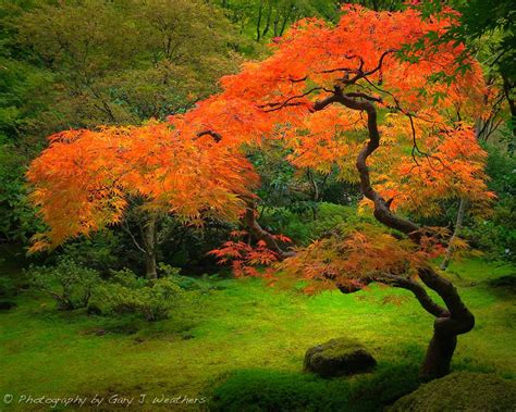 Japanese Maple Ii Japanese Garden Landscape Japanese Maple Tree