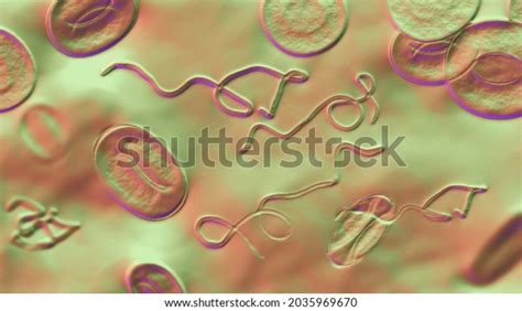 Borrelia Bacteria Blood 3d Illustration Causative Stock Illustration ...