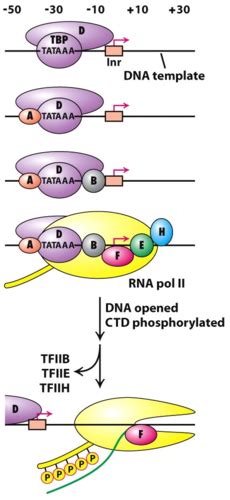 Rna Synthesis And Processing Flashcards Quizlet