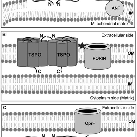 Schematic Cellular Localization Of TSPO The Mitochondrial TSPO Is