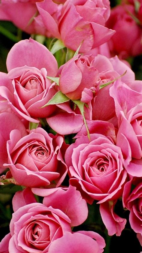 Bunga Tulip Wallpaper Hp Bunga Cantik Temukan gambar latar belakang bunga