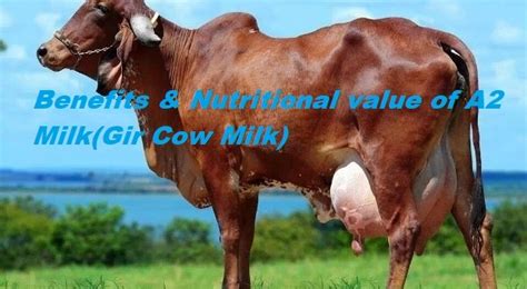 A2 Milk Benefits & Nutritional value (Gir Cow Milk) – Navmi Foods