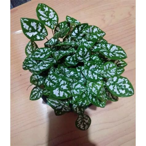 Jual Tanaman Hias Caladium Liliput Keladi Liliput Cantik Shopee Indonesia