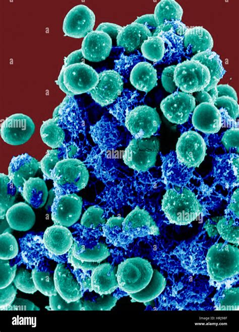 Staphylococcus Epidermidis Bacteria Sem Stock Photo Royalty Free