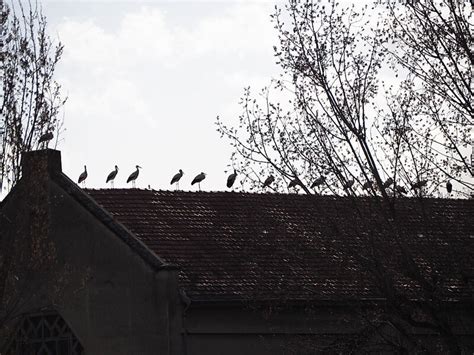 Comme un Dimanche Ma Rue bric à brac