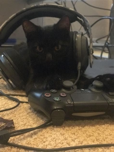 Luna The Gamer Kitty Gamer Cat Cute Cat Memes Cat Profile