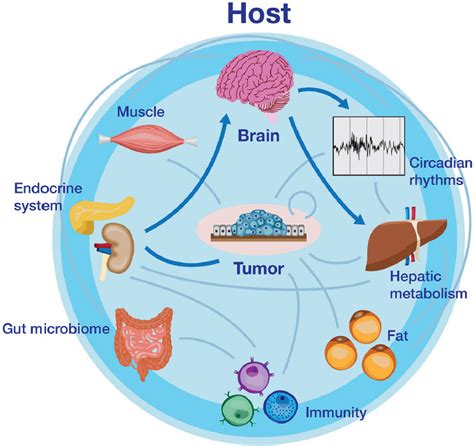 A Simplified Schematic Of Reciprocal Tumor Host Interactions Tumors