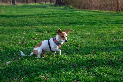 how to keep dogs off lawn