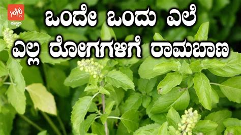 ಒಂದೇ ಒಂದು ಎಲೆ ಎಲ್ಲ ರೋಗಗಳಿಗೆ ರಾಮಬಾಣ Tulsi Leaves Uses In Kannada