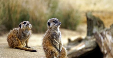 Two Brown Meerkats Near Green Plants Selective Focus Photography · Free ...