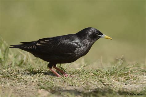 Zwarte Spreeuw Natuurpix