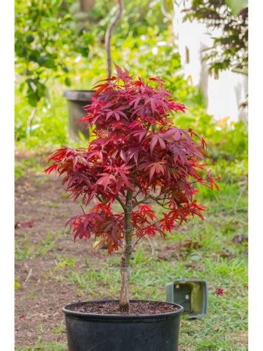 Acero rosso giapponese Acer palmatum Shaina pianta in vaso ø30 cm