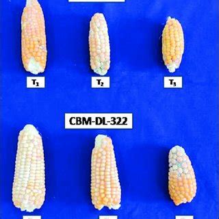 Cob Ear Length Of Maize Inbreds Subjected To Elevated Temperature