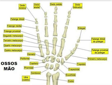 Ossos da mão. | Ossos do corpo humano, Corpo humano, Ossos do corpo