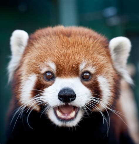 Funny & Cute Red Panda Images | Funny And Cute Animals