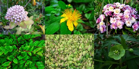 Best Zone 5 Ground Covers for Shade (With Pics) – Food Forest Living