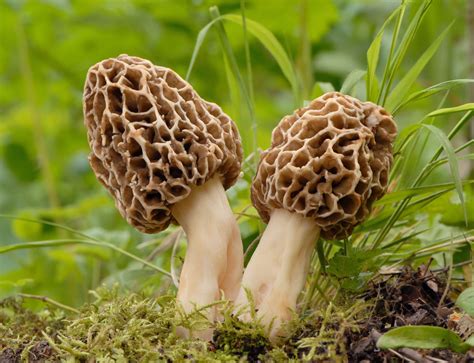 Ascomycota Description Fungi Examples And Facts Britannica