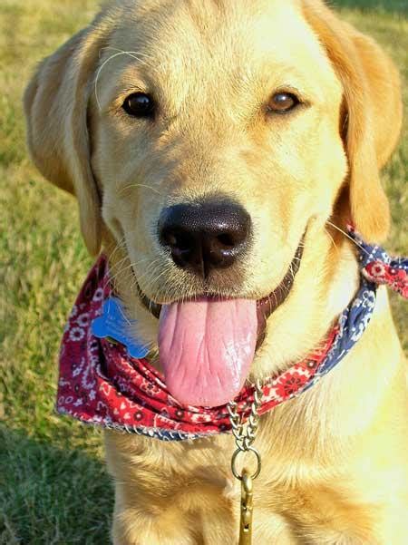 Golden Retriever Dog Golden Retriever Lab Mix Puppies