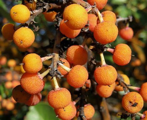 Madrone Berries Flickr Photo Sharing