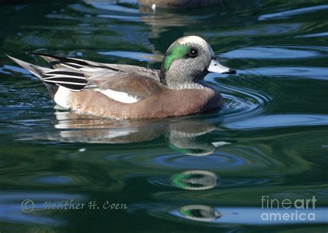 American Widgeon Duck Photograph by Heather Coen - Fine Art America