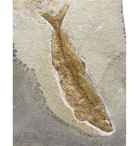 Fossils For Sale Fossils Uk Rare Jurassic Fossil Fish From The