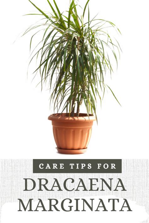 Dracaena Marginata 7 Top Care Tips And Troubleshooting Guide