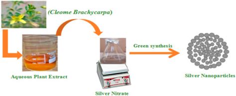 Plants Free Full Text Biogenic Synthesis Characterization And In