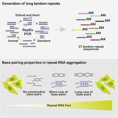 Systematic Generation And Imaging Of Tandem Repeats Reveal Base Pairing