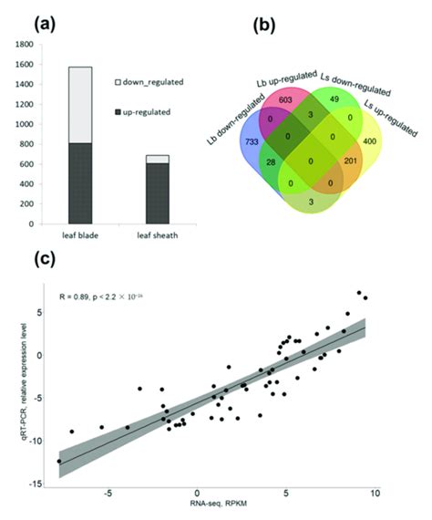 Analysis Of Differentially Expressed Genes Deg A Number Of Degs In Download Scientific