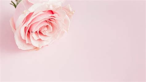 Pink Roses Background Images Hd - Infoupdate.org