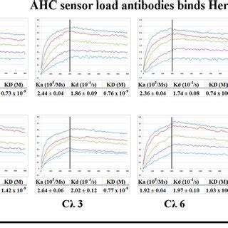 Binding affinity measurements of Trastuzumab and Pertuzumab λ light