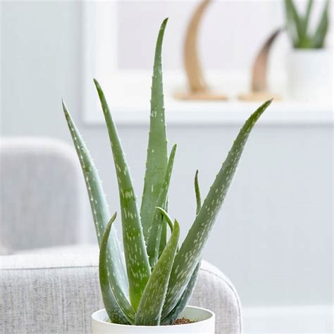 Aloes Leczniczy Aloe Vera Duża Ładna Sadzonka Właściwości Lecznicze