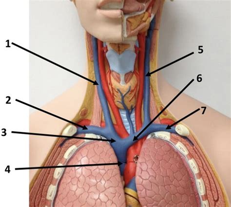 Superior Veins Torso Model Diagram Quizlet