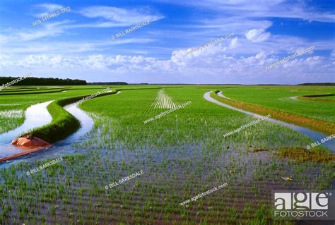 Agriculture A Field Of Early Growth Rice Plants During The Flooding