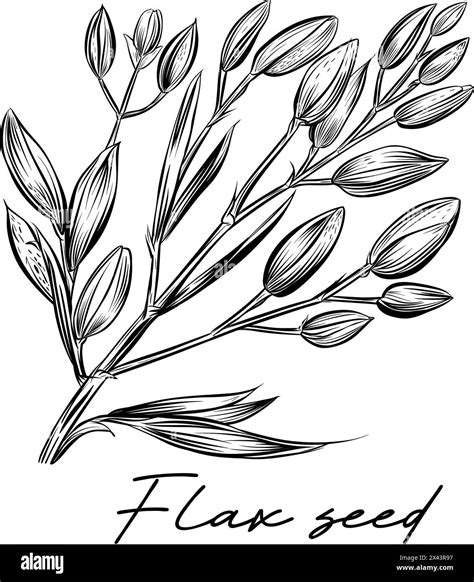 Flax Seed Hand Drawn Black And White Vector Illustration Stock Vector