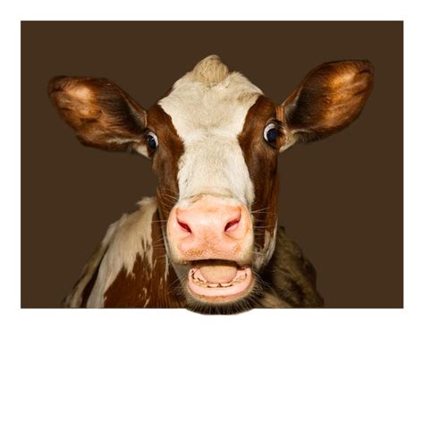 143 Cow Meme Royalty-Free Photos and Stock Images | Shutterstock