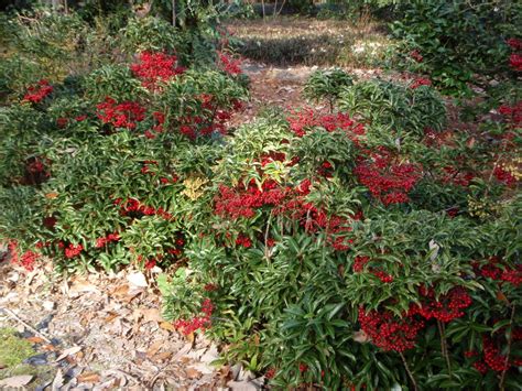 Ardisia crenata (Australian Holly, Christmas Berry, Coral Ardisia ...