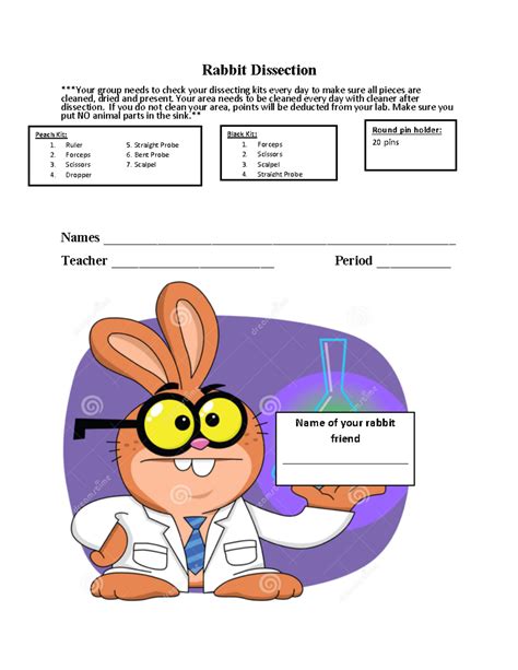 Rabbit Internal Dissection With Label 4