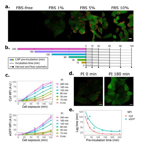 Pre Incubation Of LNPs In Serum Containing Media Accelerates MRNA