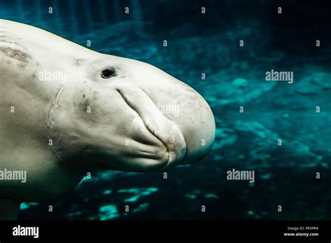 Beluga Whales Mystic Aquarium Mystic, Connecticut, USA Stock Photo - Alamy