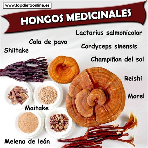 Hongos Medicinales Descubre Sus Beneficios Topdietaonline