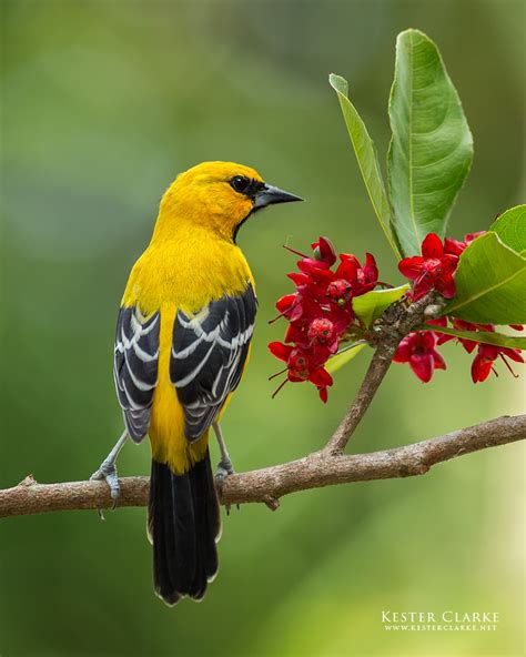 Yellow Oriole Kester Clarke Wildlife Photography