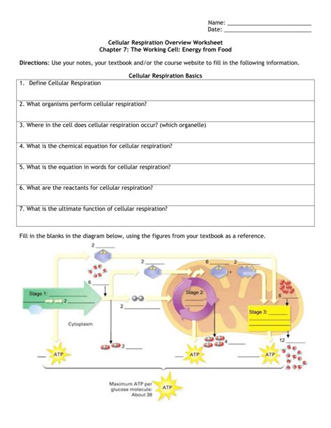 Cellular Respiration Overview Worksheet Printable Word Searches