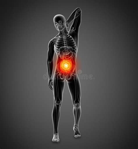 D Rendered Illustration Of The Male Small Intestine Stock Illustration