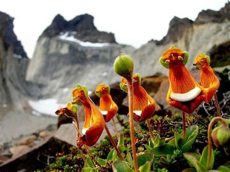 Rare And Weird Flowers That Look Like Something Else Around The