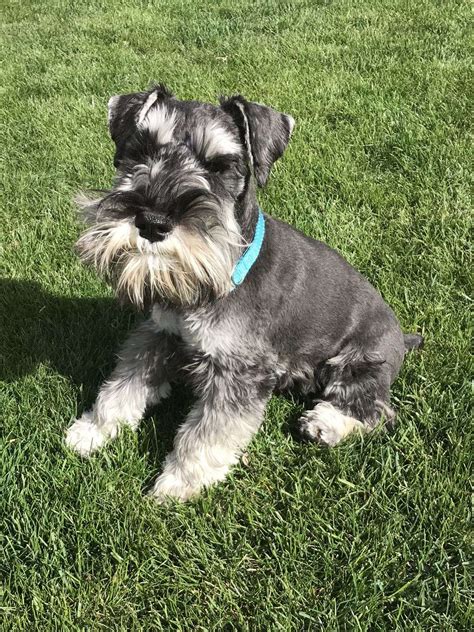 Miniature Schnauzer Male