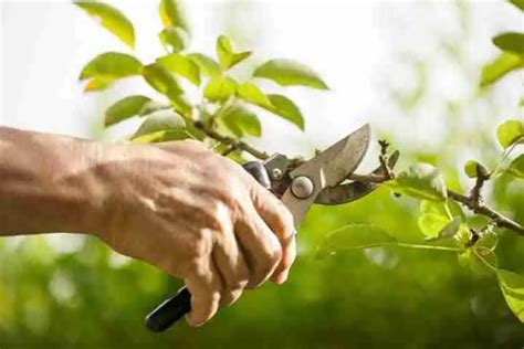 La Potatura Degli Alberi Da Frutto Coltivazione Biologica