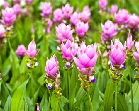 Curcuma Alismatifolia Pink Rhizomes — Buy Siam Tulips Online At