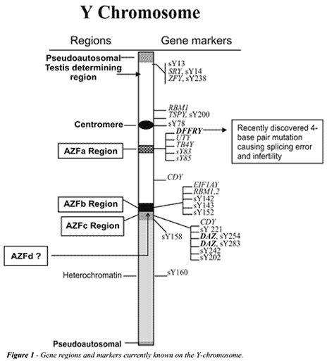 Schematic Of Azf Regions On The Human Sex Y Chromosome 1 Download Scientific Diagram